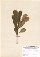 藏品(山欖)的圖片